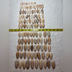 110 Sanibel Island Olive Shells ! Natural Seashell Collection. Great for crafts!
